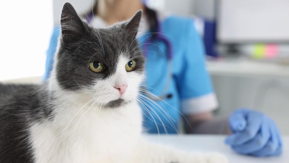 gray-and-white-cat-sitting-in-front-of-vet