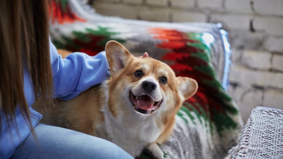 corgi-smiling-and-sitting-on-couch