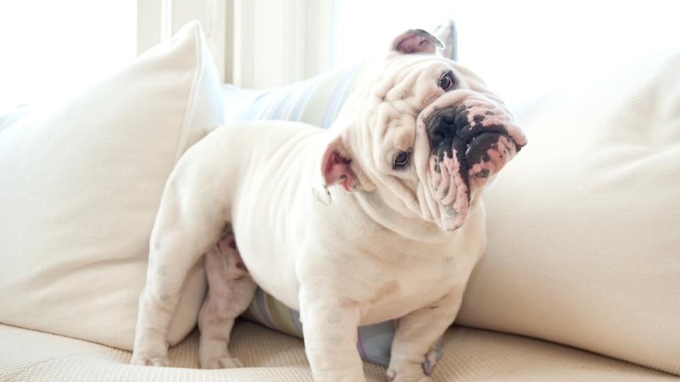 white-bulldog-tilting-head-standing-on-bed