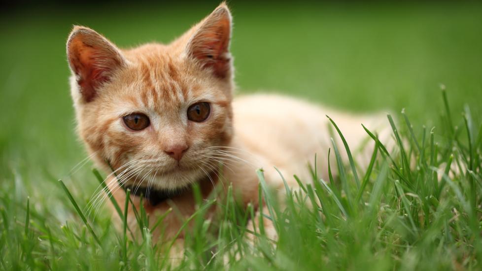 tabby-kitten-laying-in-grass