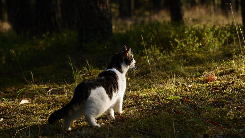 Photo inspiration: Gallery Detail: Coral Snake Bite Poisoning In Cats
