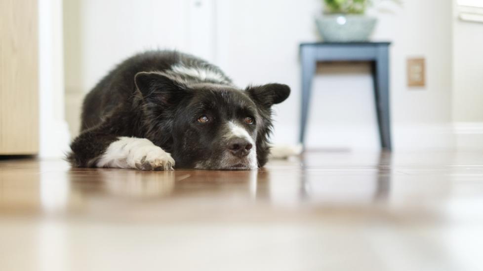 border-collie-dog-lying-on-floor
