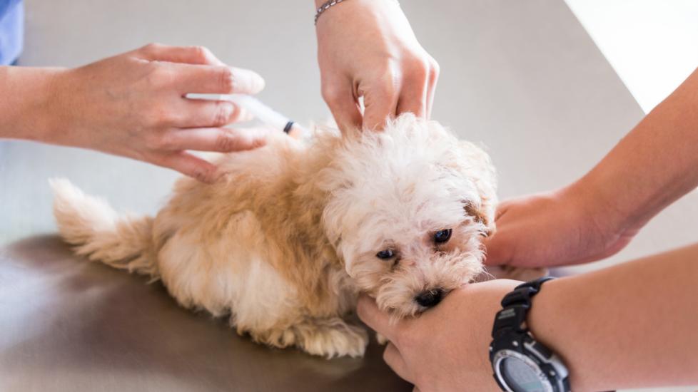 fluffy-puppy-recieving-injection-of-medication-at-vet