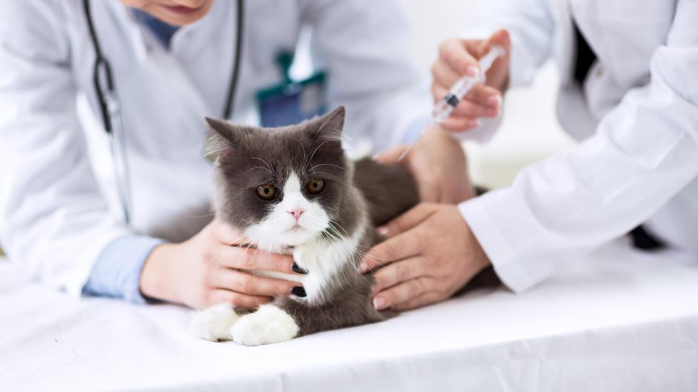 Solensia For Cats Frunevetmab Injection Cat Medication PetMD PetMD   IStock 529427582 