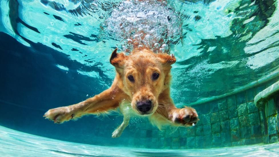golden-dog-diving-under-water