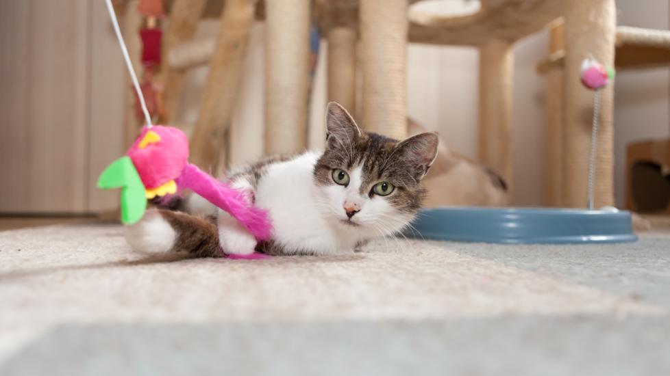 cat-lying-on-floor-with-toy