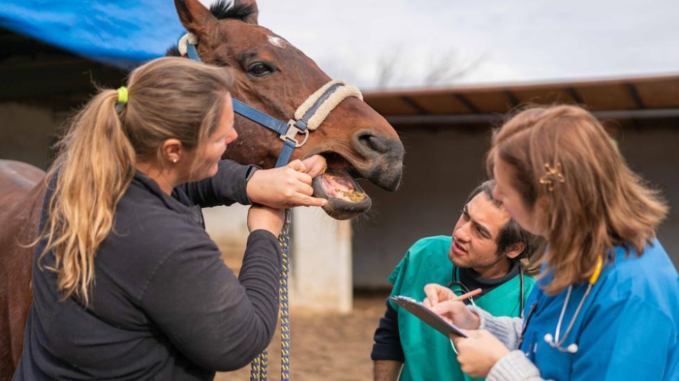 Wolf Teeth in Horses PetMD