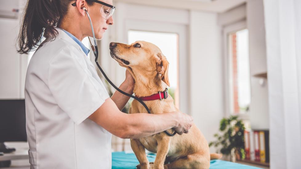 veterinarian listening to a dog's heart