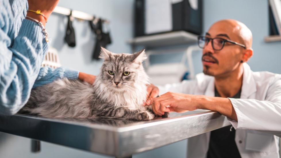 Maine coon at vet