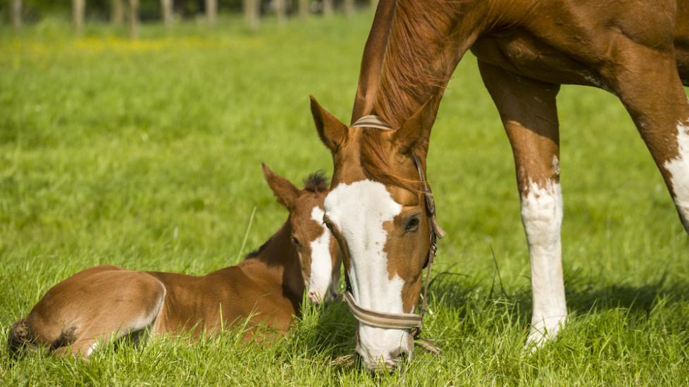 Mare and foal in field