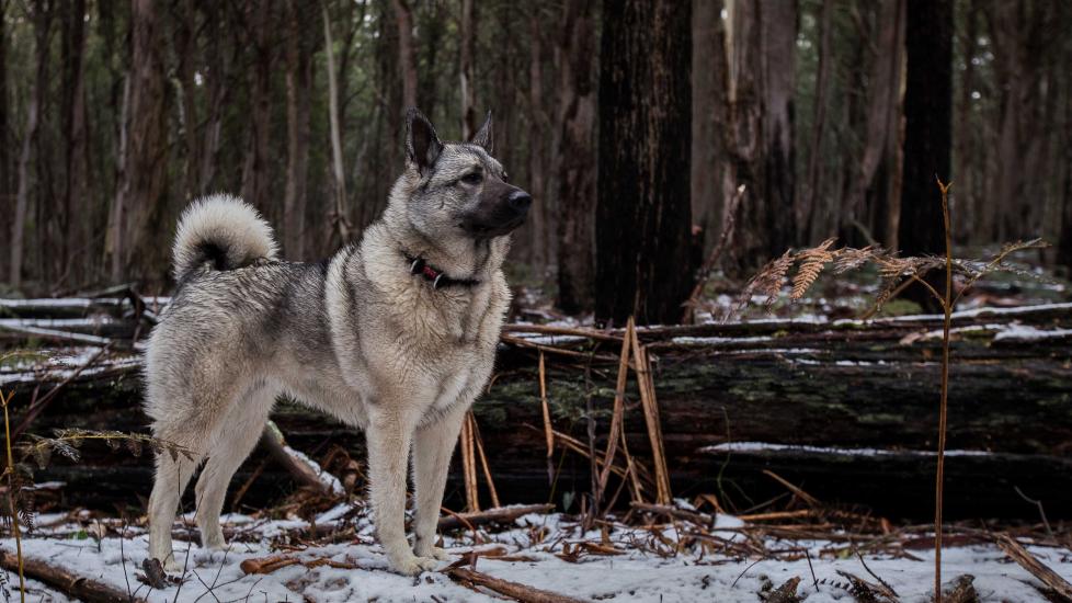 norwegian elkhound dog standing in snowy woods