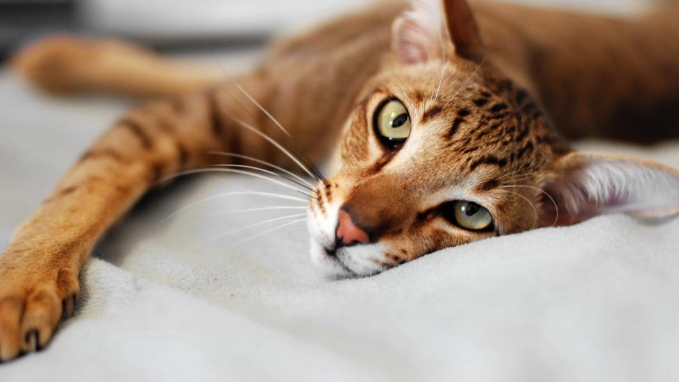 oriental shorthair cat stretching on white sheets looking at the camera