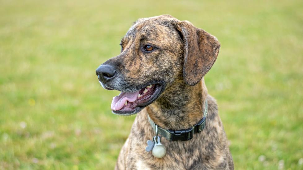 Plott Hound PetMD