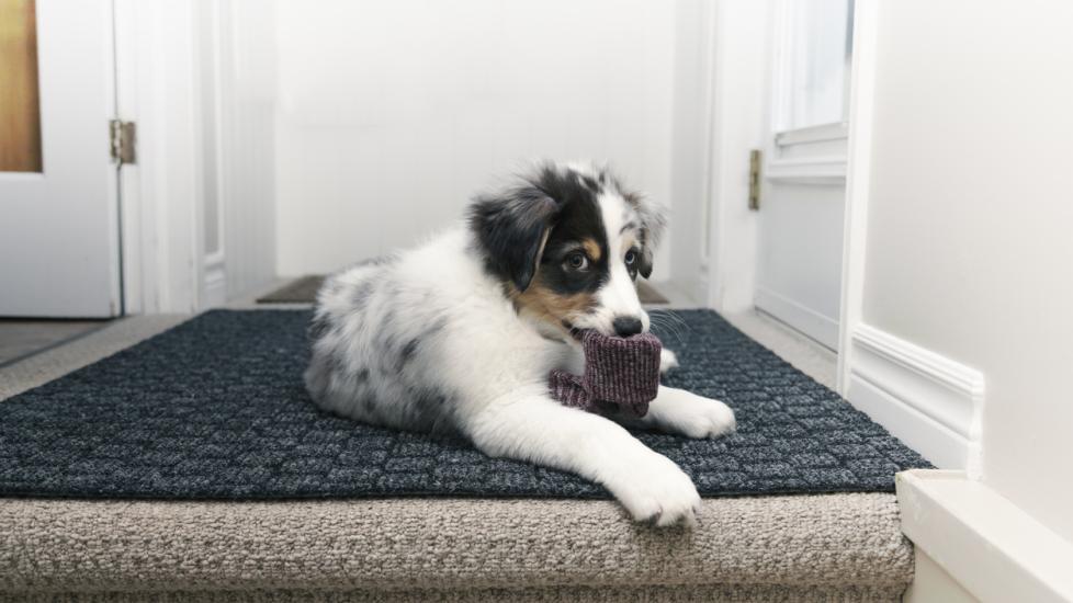 australian shepherd puppy chewing on a burgundy sock