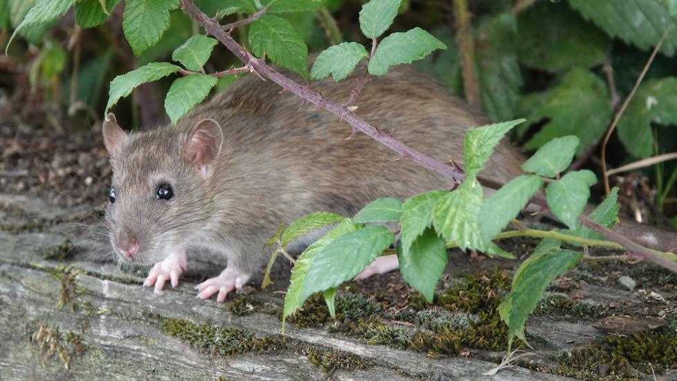 Leptospirosis in Rats | PetMD