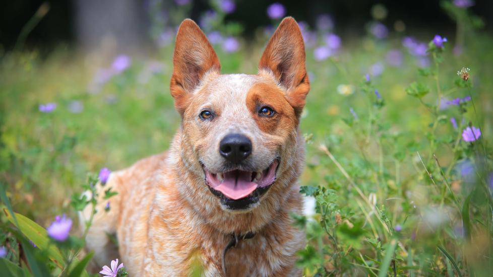red australian cattle dog smiling in a field of flowers
