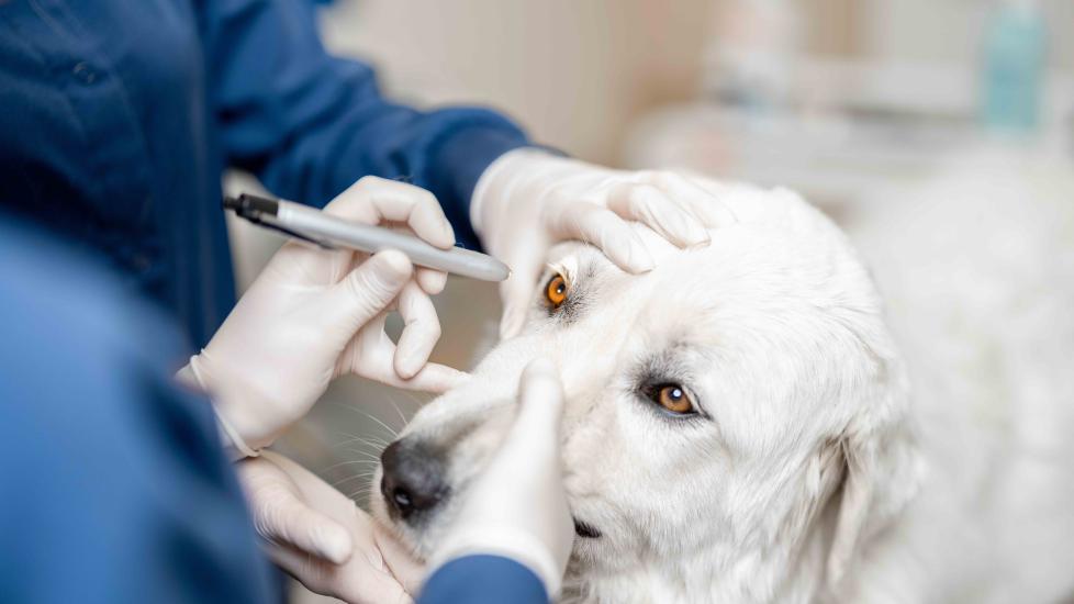 白狗的eyes are being examined at the vet