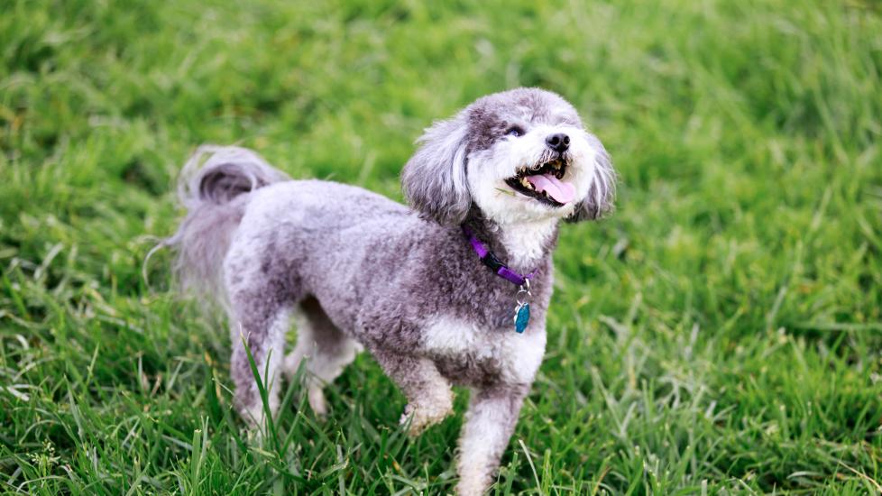 gray and white miniature schnoodle dog standing in a yard