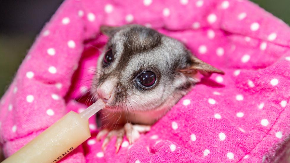 Dehydration in Sugar Gliders PetMD