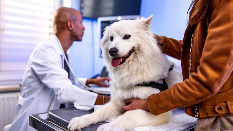 Mitral Valve Disease in Dogs | PetMD