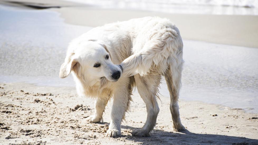white golden retriever holding his tail in his mouth on a beach
