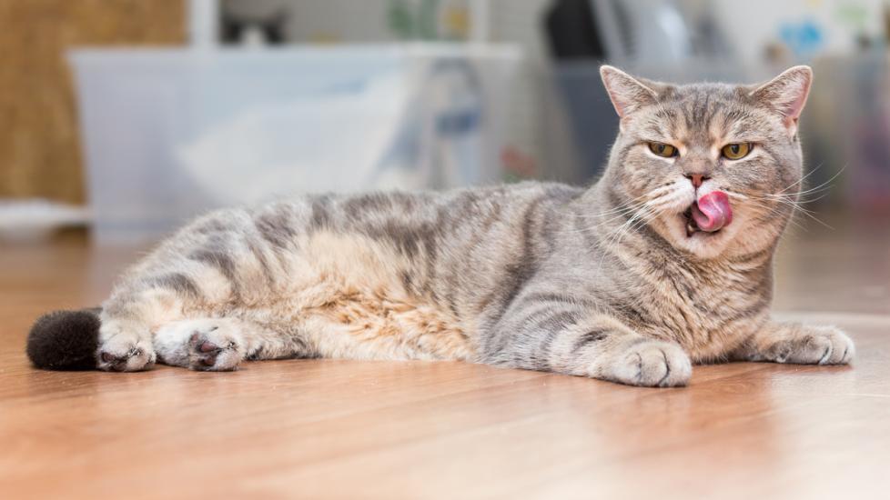 gray tabby cat lying on the floor with his tongue out