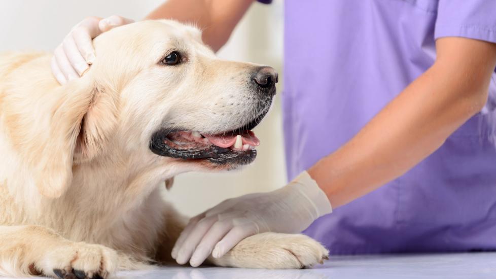 Spina Bifida in Dogs | PetMD