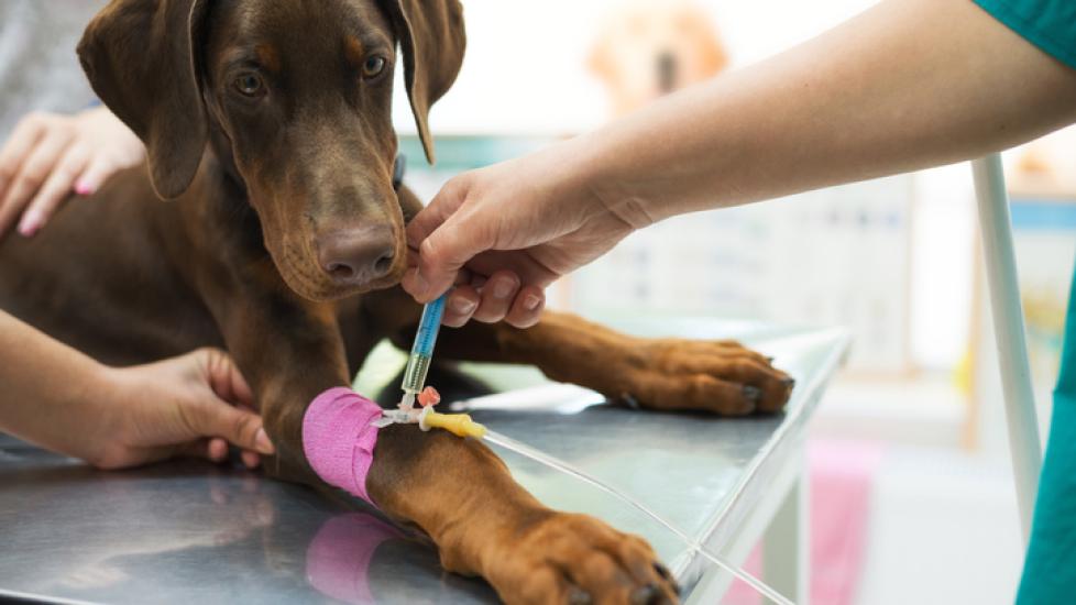 A dog gets medication through an IV at the vet.