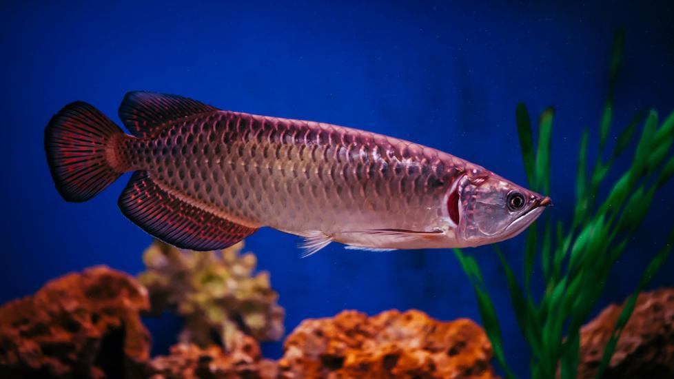 Arowana