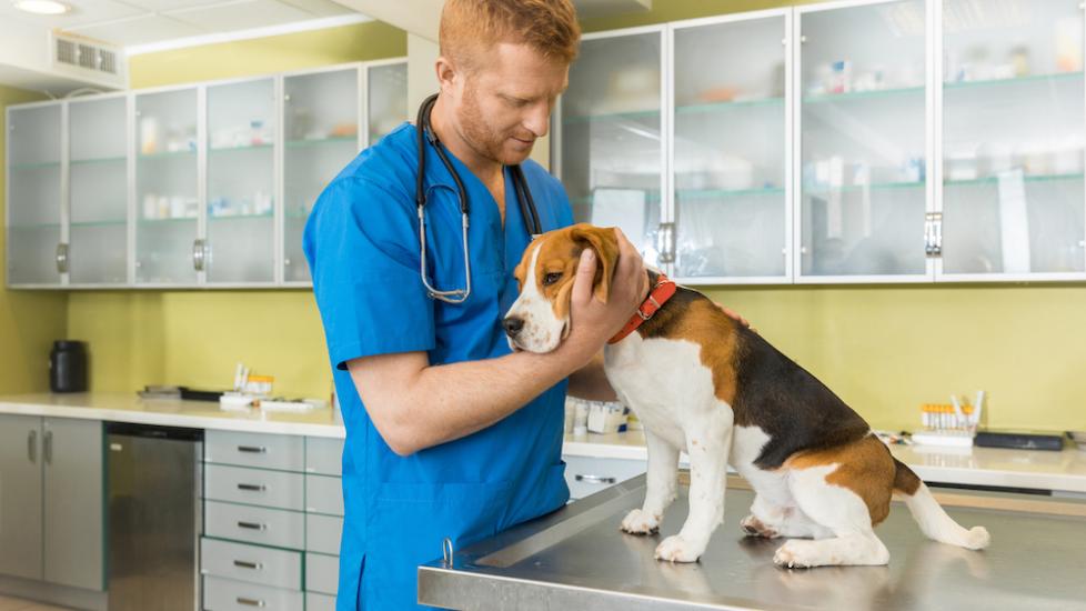 Prostate Enlargement in Dogs PetMD