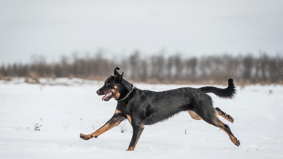 brown and black beauceron dog running through snow