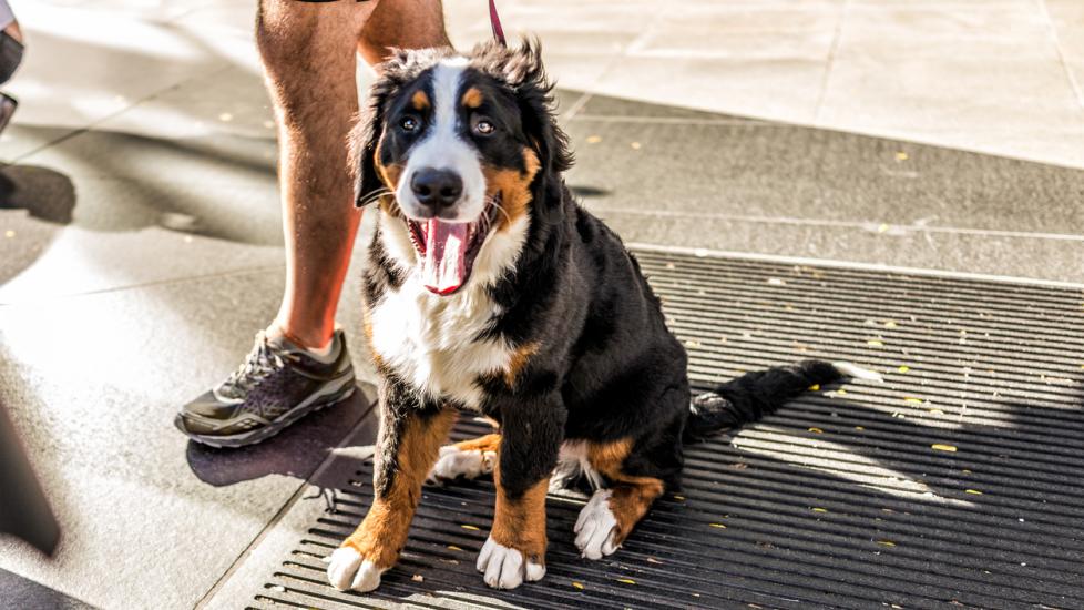 Bernese Mountain Dog sitting in the city.