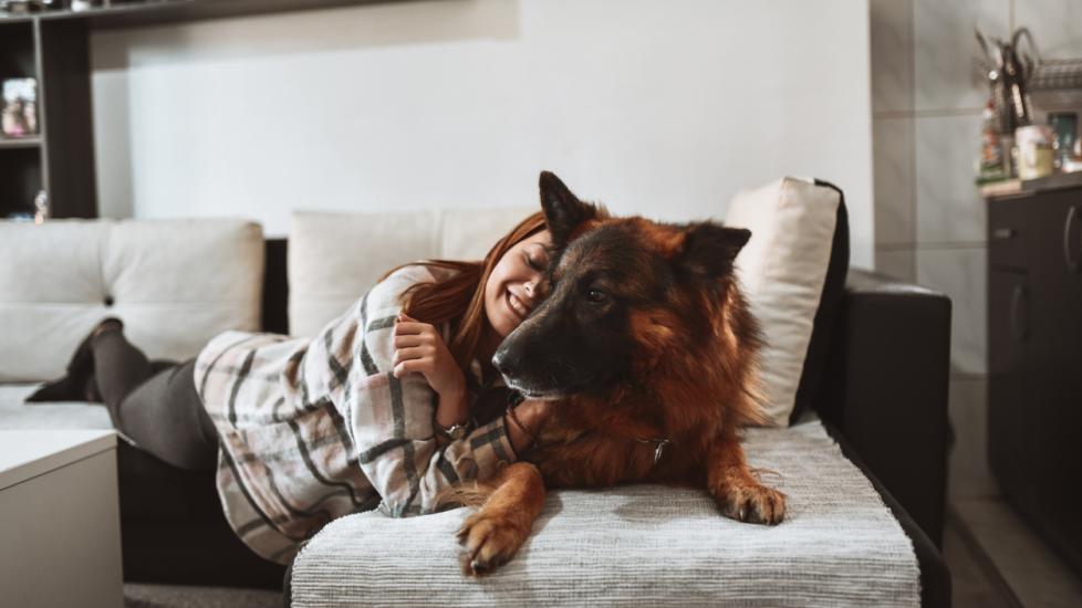 woman and a longhaired german shepherd snuggling on a gray couch