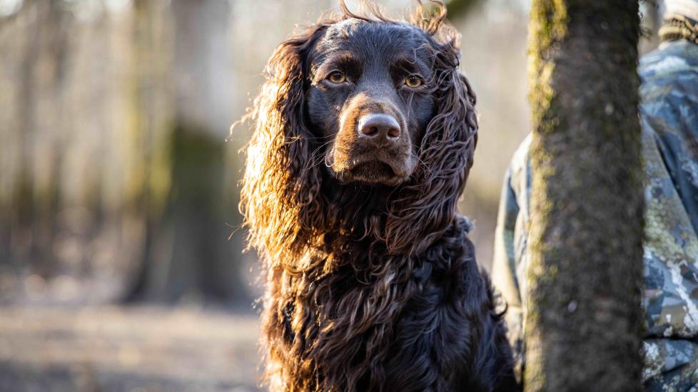 Boykin Spaniel Dog Breed Health and Care PetMD