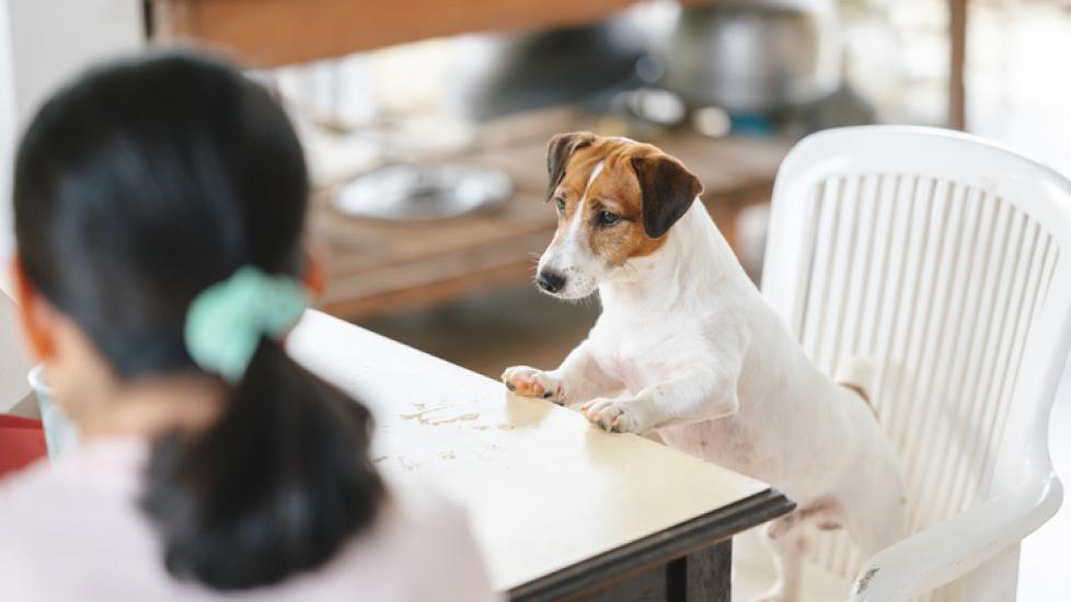 jack russell terrier standing on a kitchen table chair and looking at a human eating