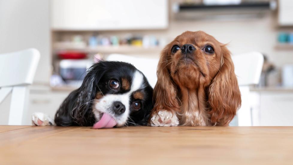 two cavalier king charles spaniels sitting behind a wooden kitchen table