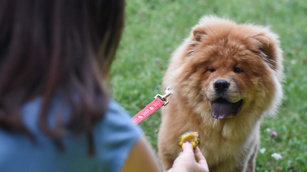 woman feeding a red chow chow dog a piece of plum