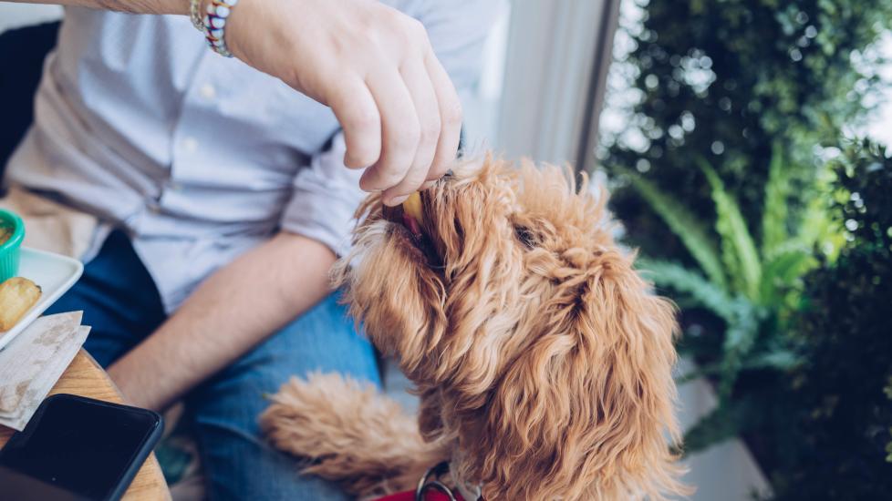 man feeding a curly-coated dog a french fry