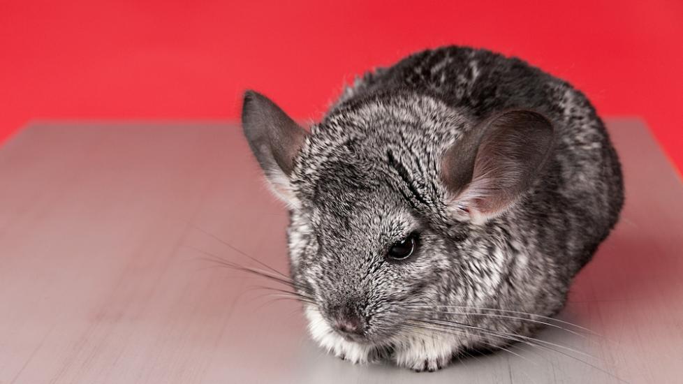 World's oldest hot sale chinchilla