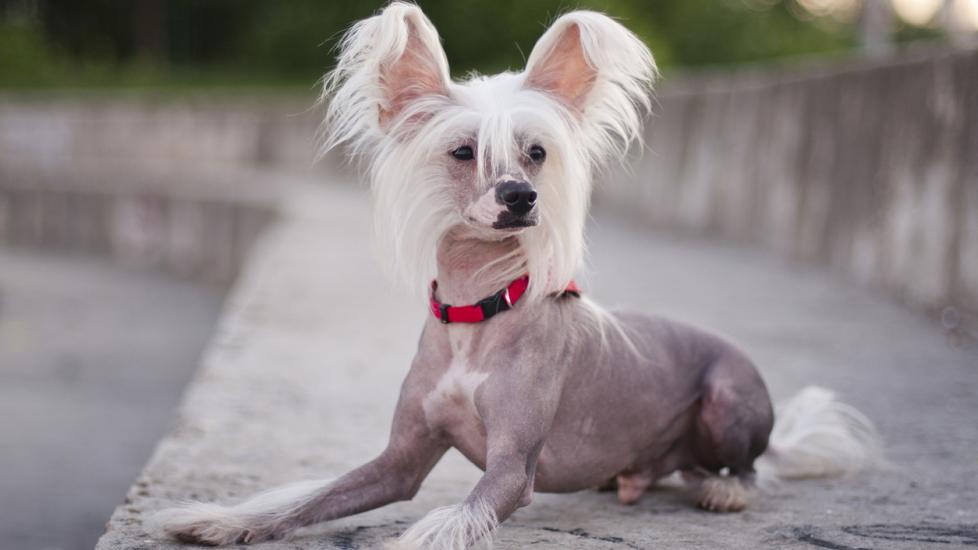 hairless chinese crested dog lying on pavement