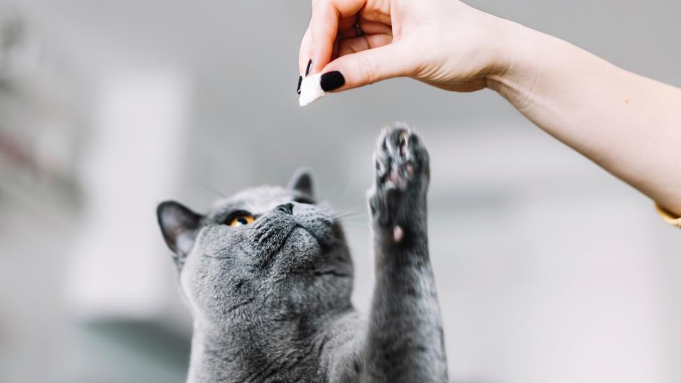 hand giving a blue british shorthair cat a treat