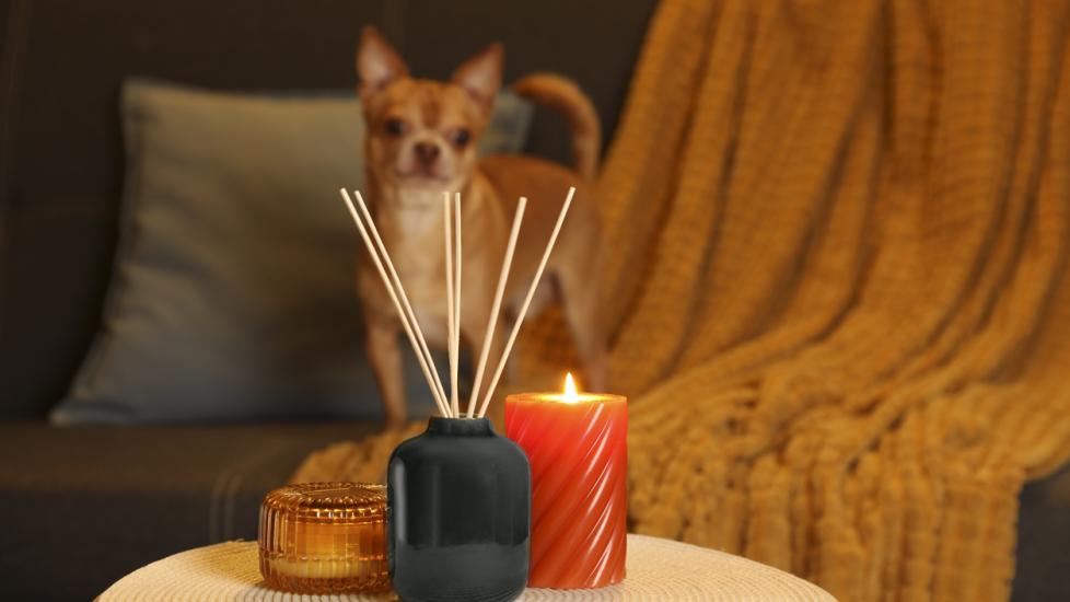 A dog looks at a scent diffuser.