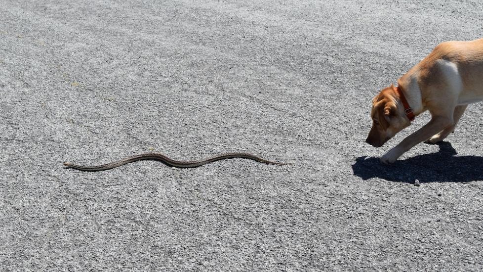 Dog chases snake