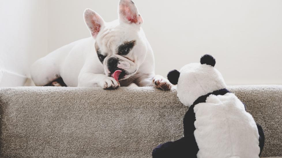 A French Bulldog licks their paws on a staircase.