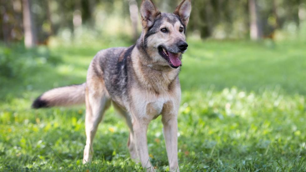 Gerberian Shepsky Dog Breed Health And Care 