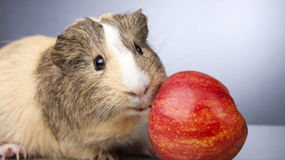 Guinea pig next to apple