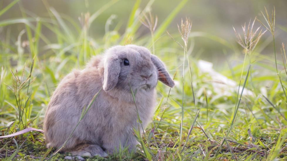 Holland Lop Rabbit | PetMD