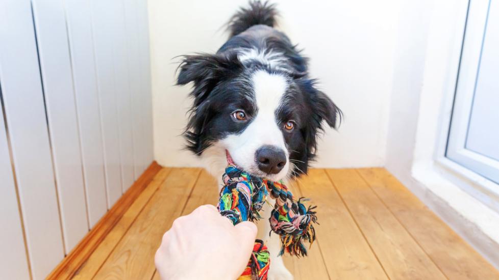 border-collie-tugging-on-toy-rope