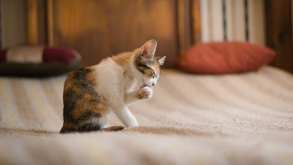 Pillow Foot (Pododermatitis) in Cats PetMD