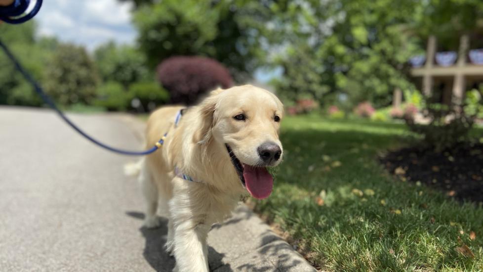 golden-puppy-on-a-walk